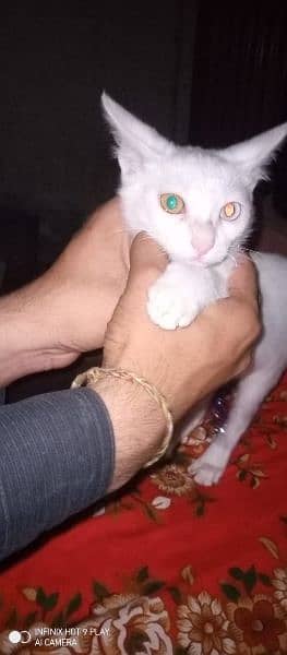 persian Single Cort cat for sale 1
