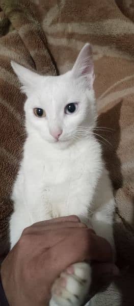 persian Single Cort cat for sale 2