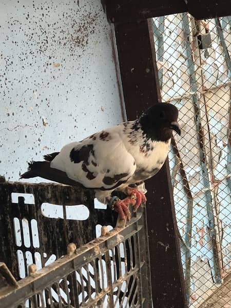 kabra kabootar pigeon 2