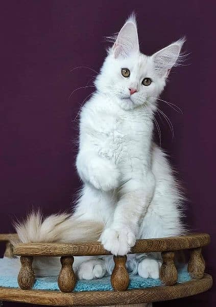 Maine coon kittens with complete documentation 2