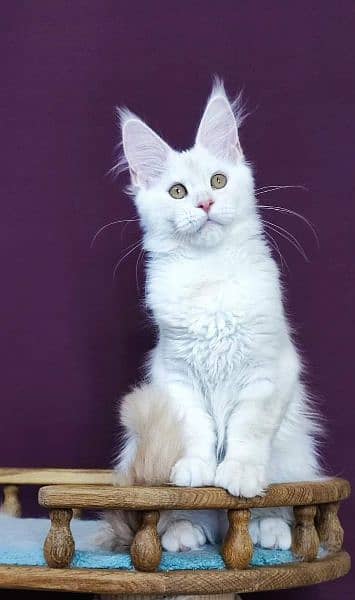 Maine coon kittens with complete documentation 3