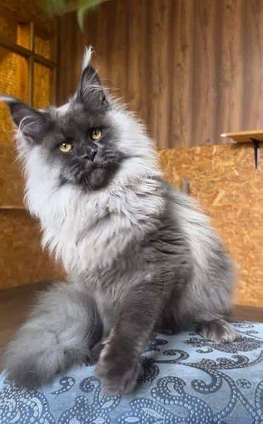 Maine coon kittens with complete documentation 8
