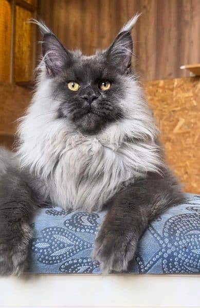 Maine coon kittens with complete documentation 9