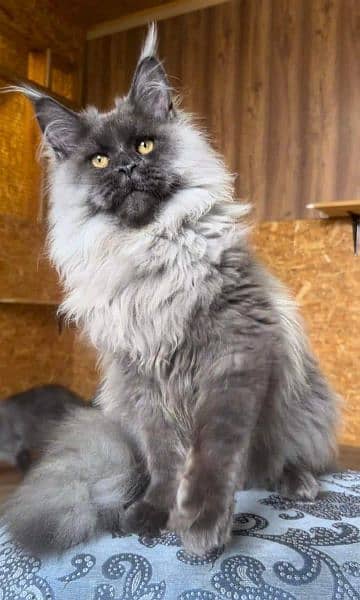 Maine coon kittens with complete documentation 13