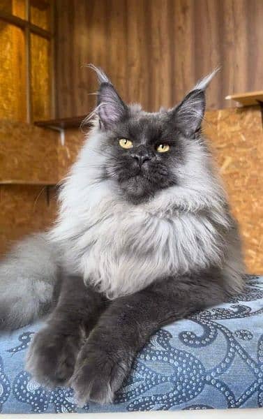 Maine coon kittens with complete documentation 16