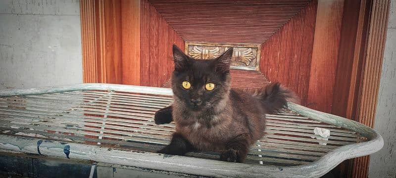Persian Cat/Quality Persian / Kitten 2