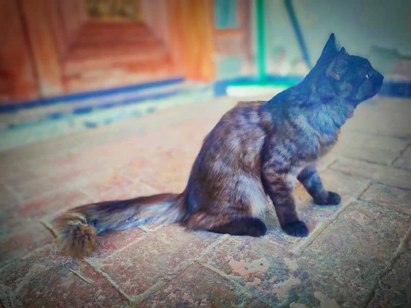 Persian Cat/Quality Persian / Kitten 3