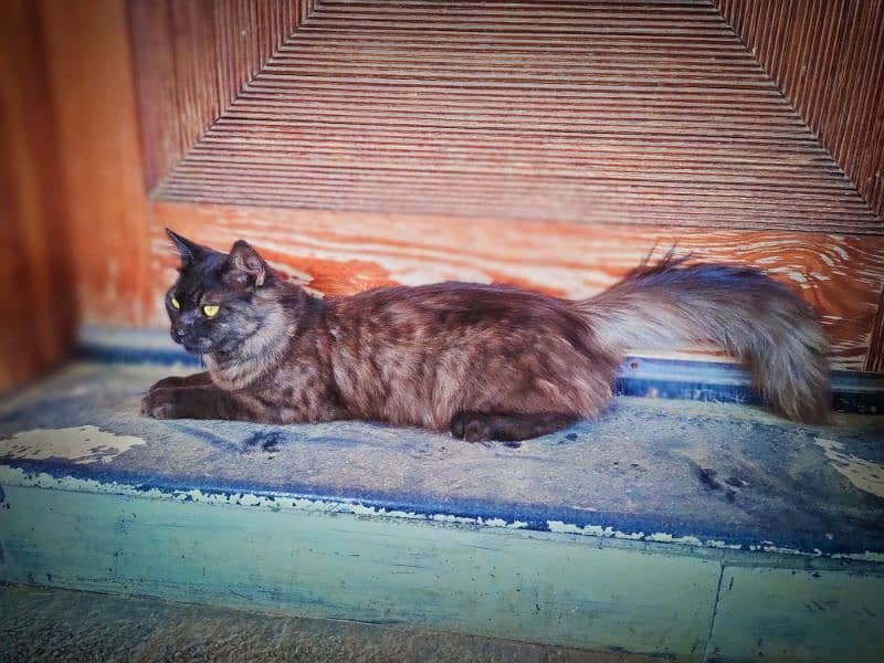Persian Cat/Quality Persian / Kitten 5