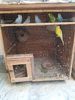 3 Pair Australian Budgie With Cage