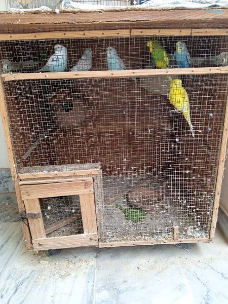 Birds For Sale Aistralian,Fisher ,Dove ,Fakhta,Pigeon 1