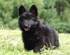 black greman shepherd male puppy available