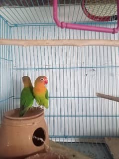 Adult Breeder cockatiel parrot and Fisher love bird pair with cage