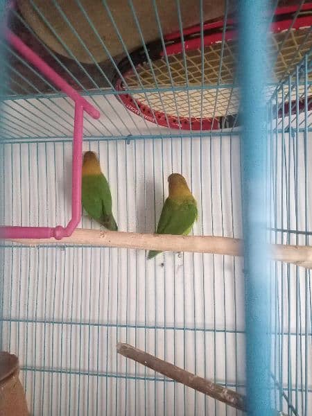 Adult Breeder cockatiel parrot and Fisher love bird pair with cage 1