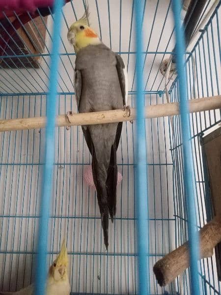 Adult Breeder cockatiel parrot and Fisher love bird pair with cage 2
