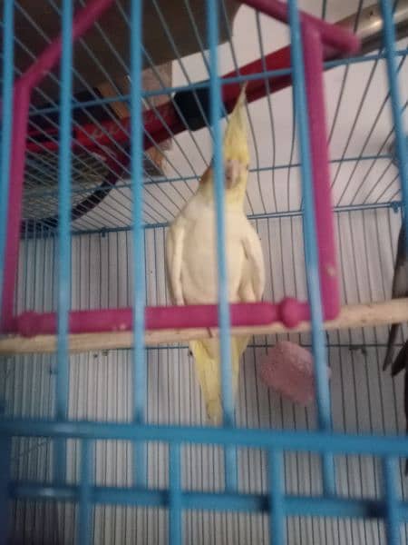 Adult Breeder cockatiel parrot and Fisher love bird pair with cage 3