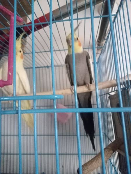 Adult Breeder cockatiel parrot and Fisher love bird pair with cage 4