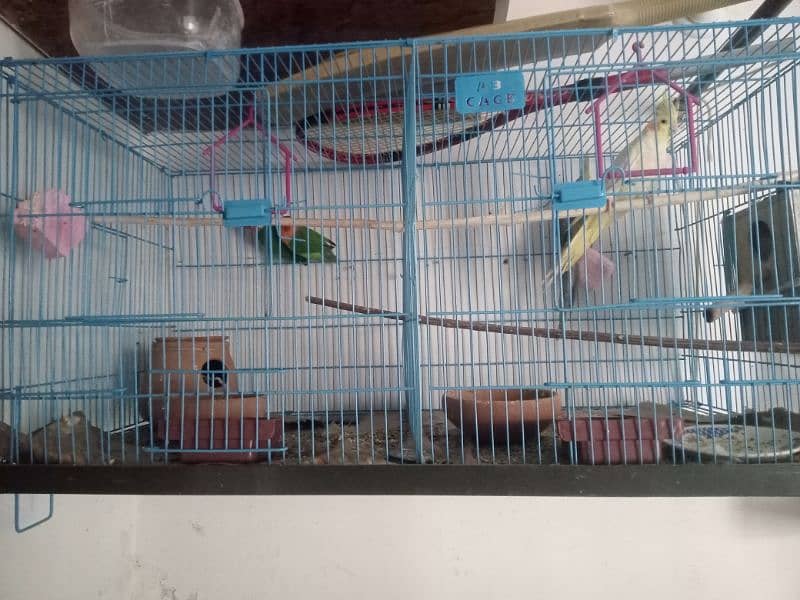 Adult Breeder cockatiel parrot and Fisher love bird pair with cage 5