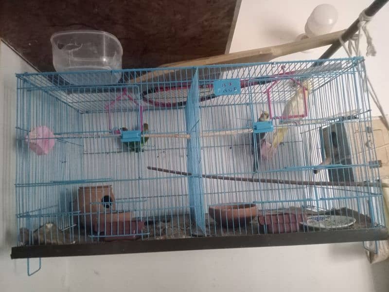 Adult Breeder cockatiel parrot and Fisher love bird pair with cage 6