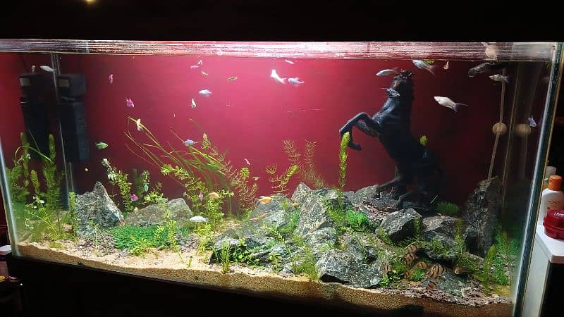 Magical Aquarium Setups by FISH ON WHEELS 1