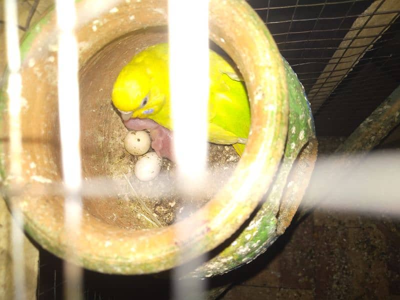 budgies 0