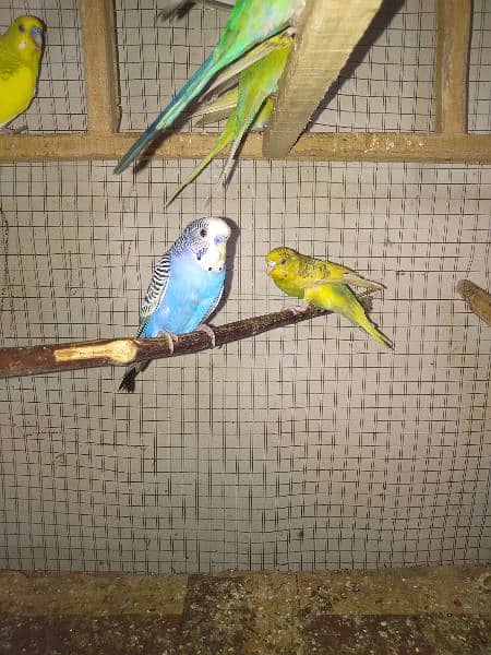 budgies 3