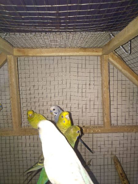 budgies 4