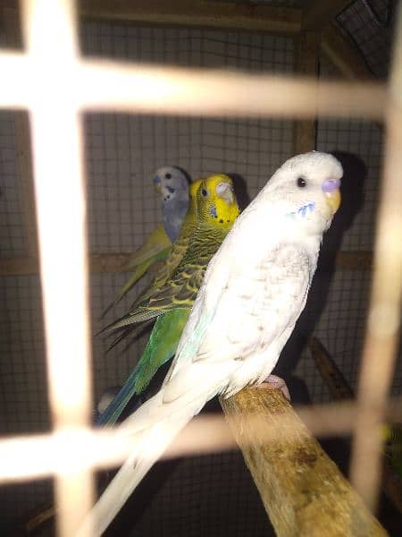 budgies 5