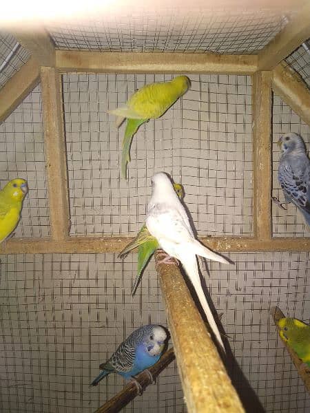 budgies 6