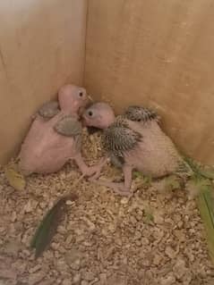 Ringneck parrot chicks