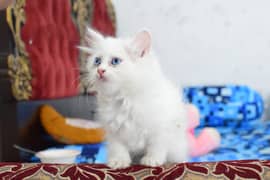 Charming Persian Kittens for Sale – Your Perfect Furry Friend Awaits! 0