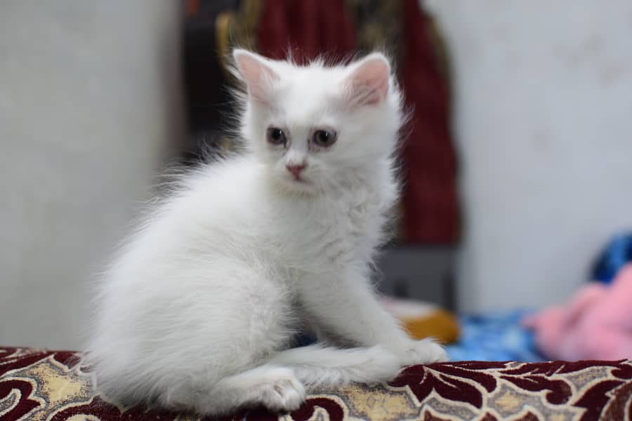 Charming Persian Kittens for Sale – Your Perfect Furry Friend Awaits! 1