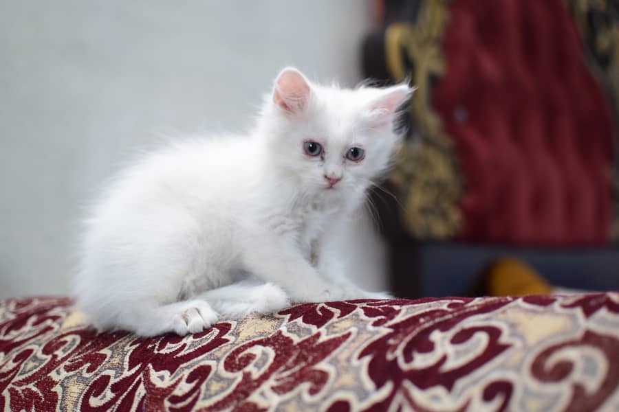 Charming Persian Kittens for Sale – Your Perfect Furry Friend Awaits! 2