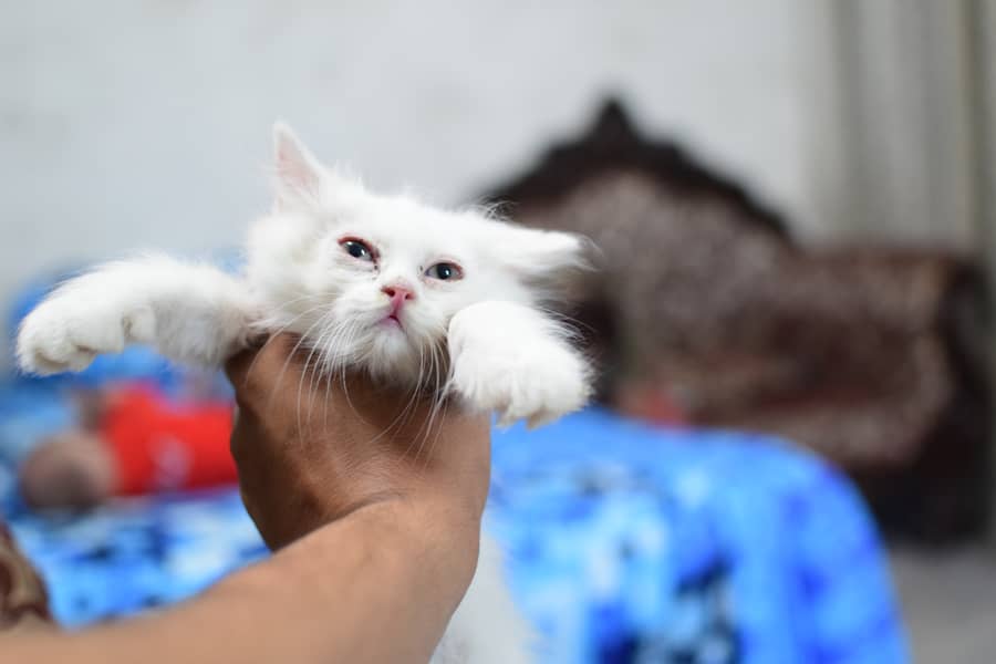 Charming Persian Kittens for Sale – Your Perfect Furry Friend Awaits! 3