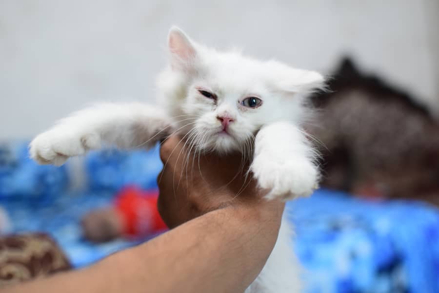 Charming Persian Kittens for Sale – Your Perfect Furry Friend Awaits! 4