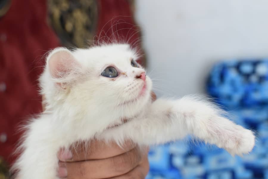 Charming Persian Kittens for Sale – Your Perfect Furry Friend Awaits! 5