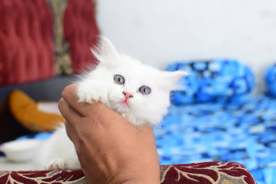 Charming Persian Kittens for Sale – Your Perfect Furry Friend Awaits! 6