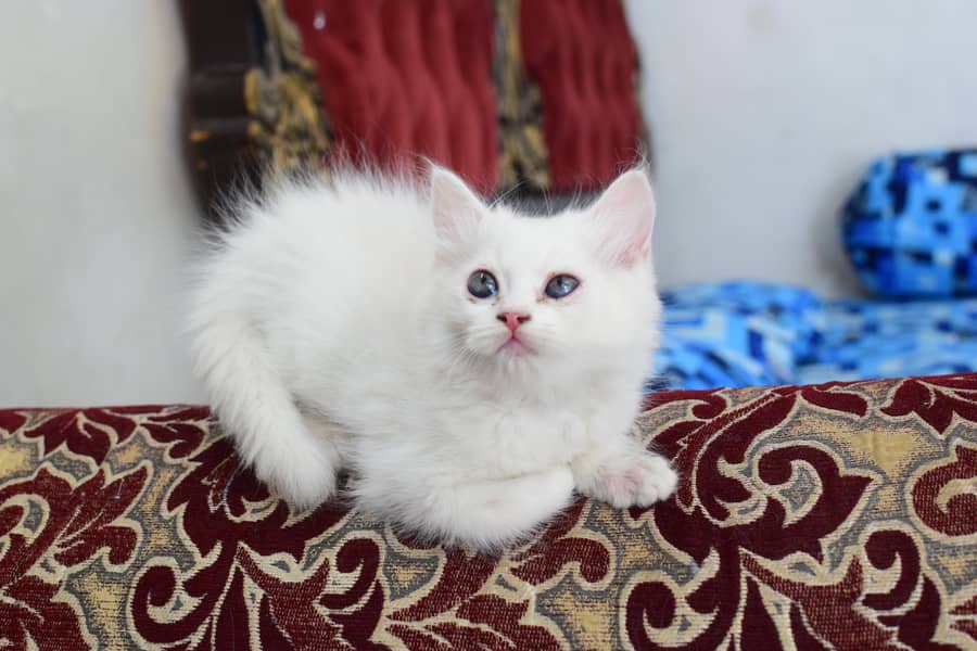 Charming Persian Kittens for Sale – Your Perfect Furry Friend Awaits! 7