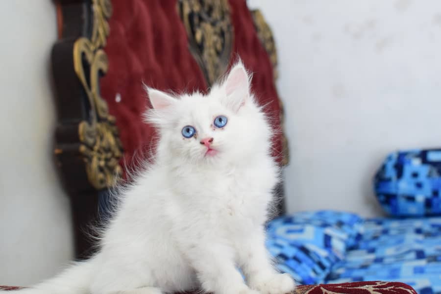 Charming Persian Kittens for Sale – Your Perfect Furry Friend Awaits! 8