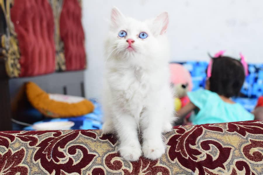 Charming Persian Kittens for Sale – Your Perfect Furry Friend Awaits! 9