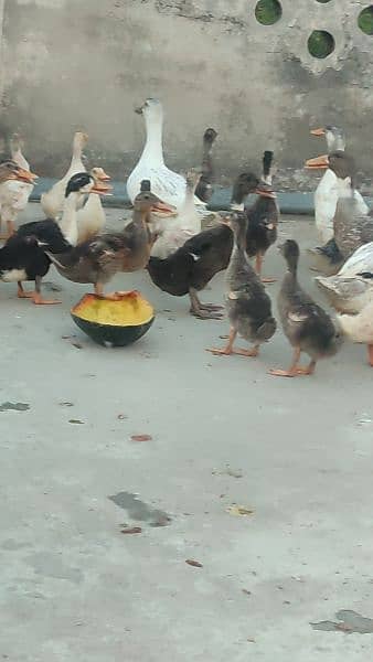 duck chicks 1