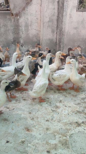 duck chicks 3