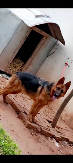gsd female for sale