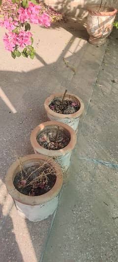 plant pots (gumlay)