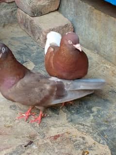 red pigeon 0