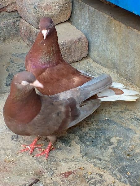 red pigeon 1