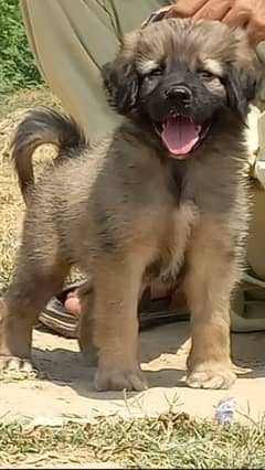 Bakarwal male age 75 days for sale