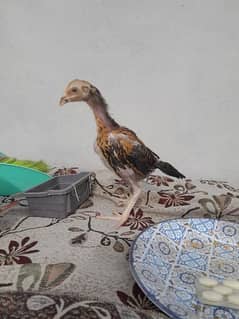 shamo chicks available location wah cantt total 37 chicks