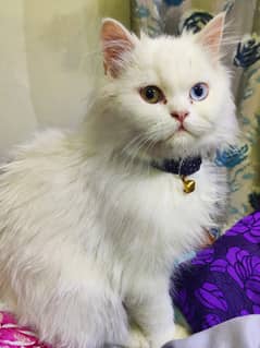 persian cat / odd eyes / punch face / vaccinated