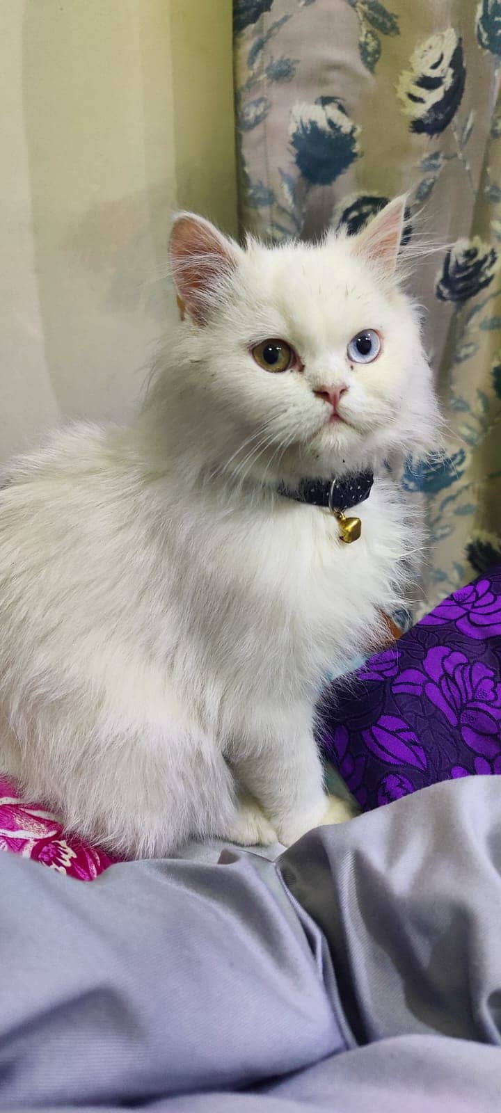 persian cat / odd eyes / punch face / vaccinated 1