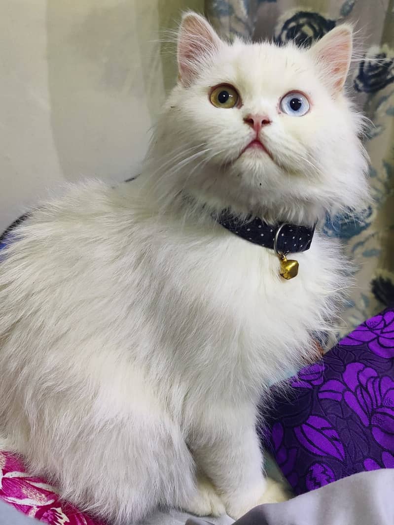 persian cat / odd eyes / punch face / vaccinated 2